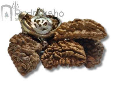 Half Moon Rudraksha from Rameswaram